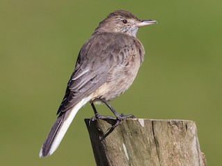  - White-tailed Shrike-Tyrant