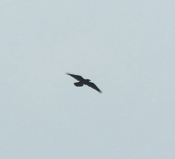 Common Raven - ML114491991