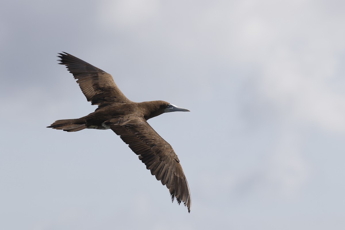 Brown Booby - ML114492611