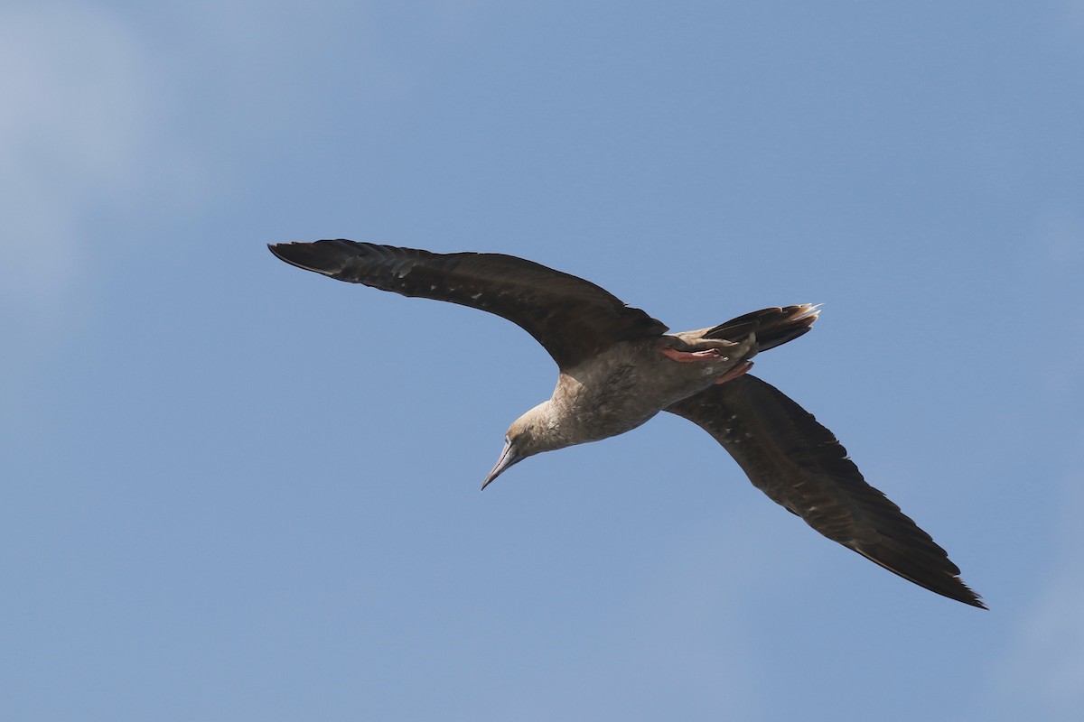Red-footed Booby - ML114492801