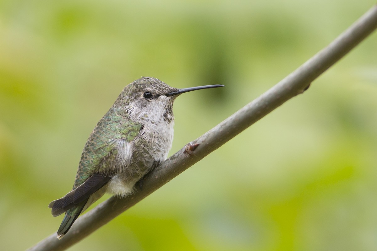 Anna's Hummingbird - ML114492971