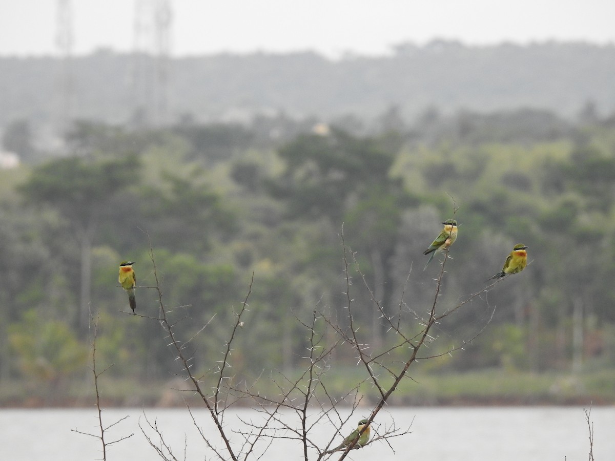 Blue-tailed Bee-eater - Shivaprakash Adavanne