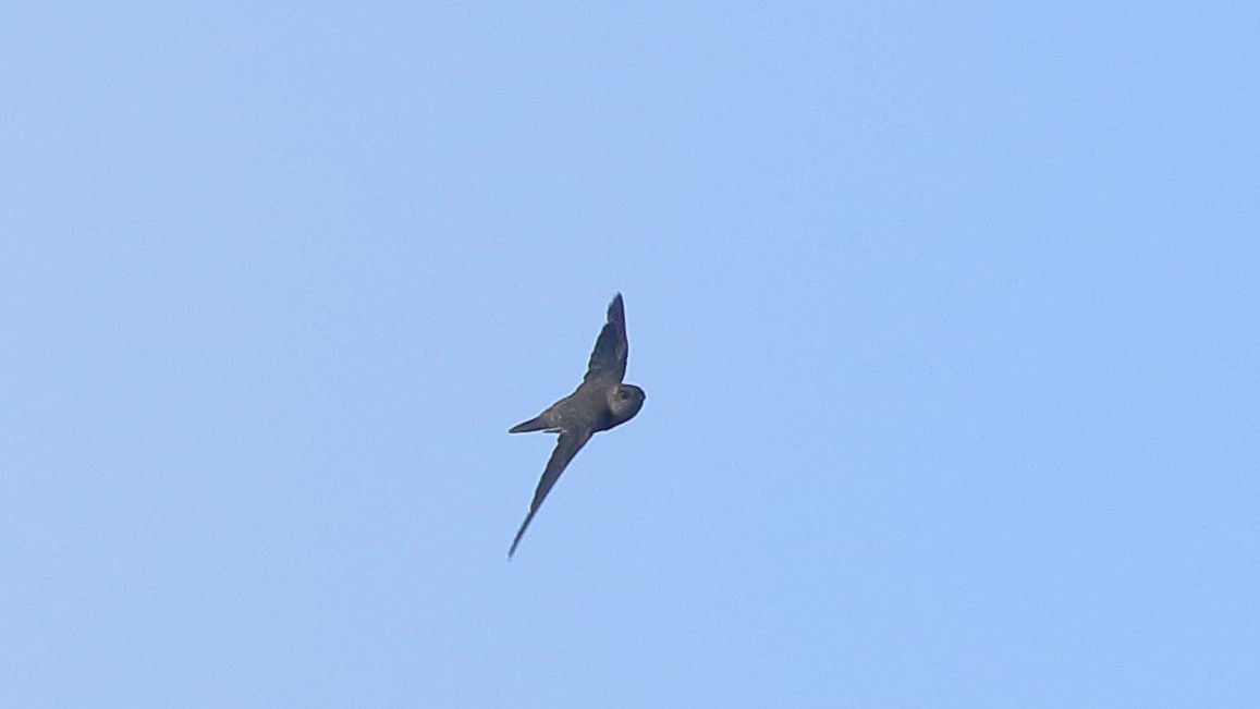 Indian Swiftlet - ML114497941