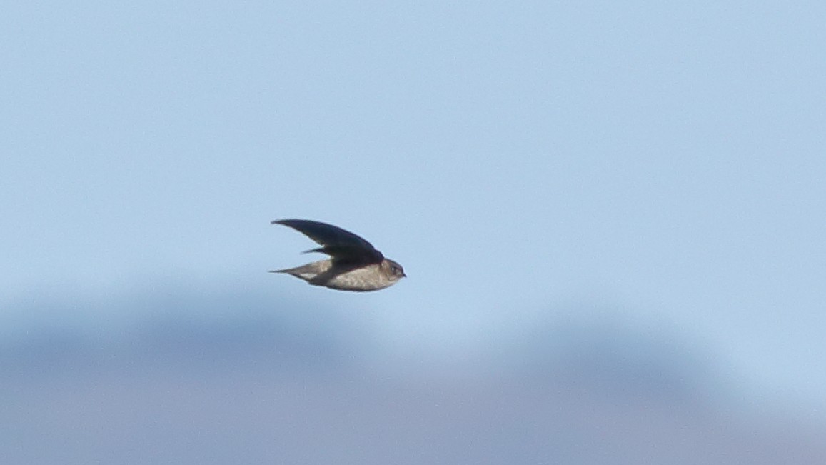 Indian Swiftlet - ML114497951