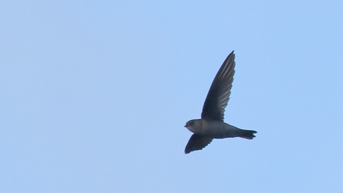 Indian Swiftlet - ML114497961