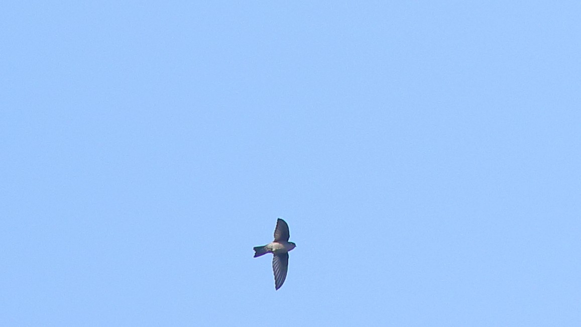 Indian Swiftlet - ML114497971