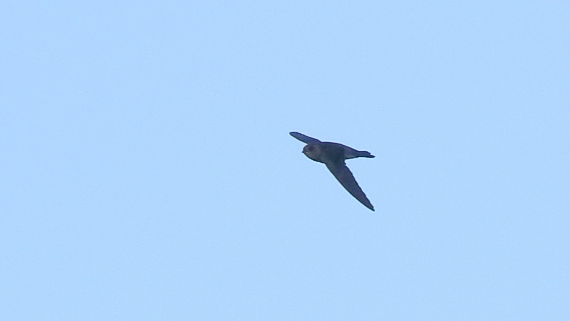 Indian Swiftlet - ML114497981