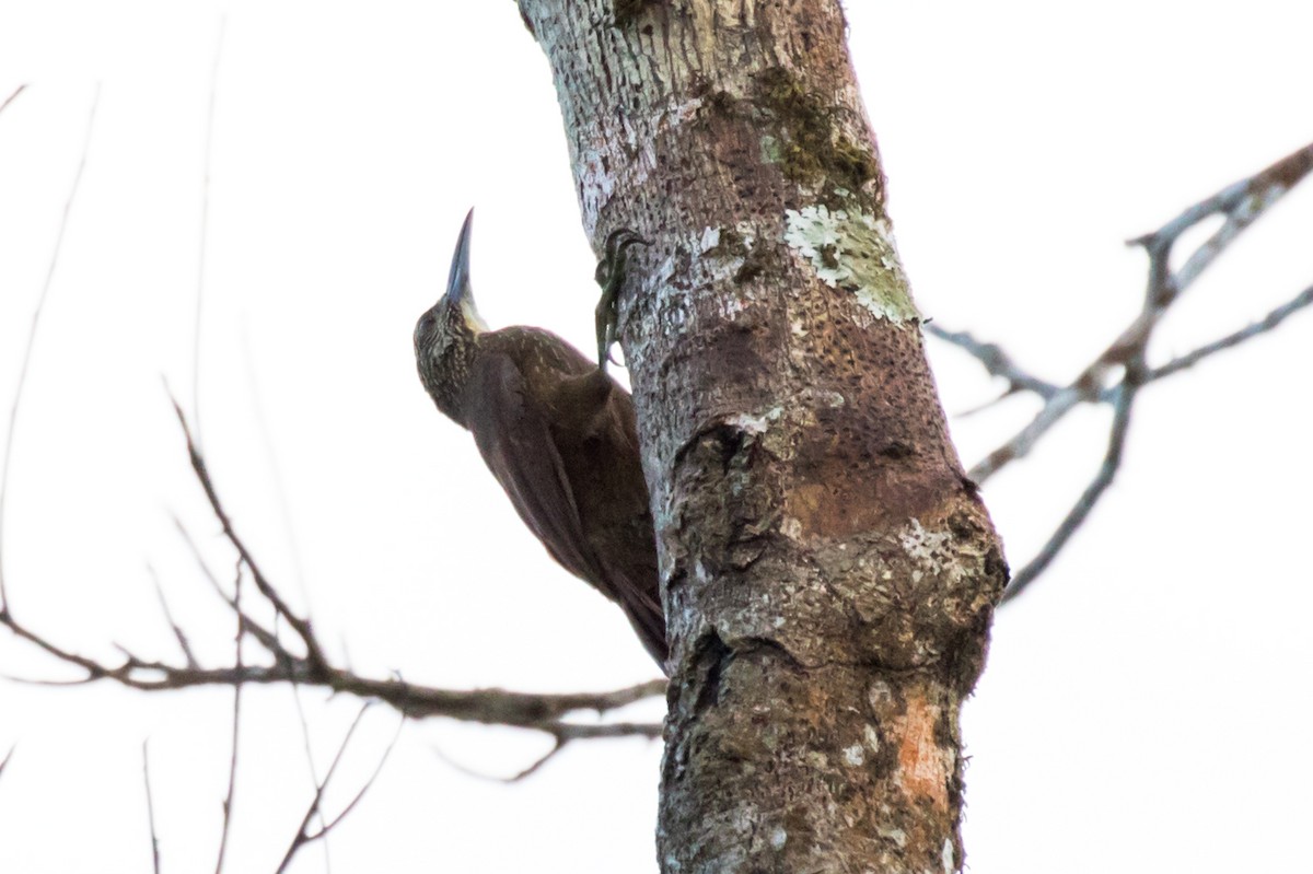 Strong-billed Woodcreeper - ML114498581