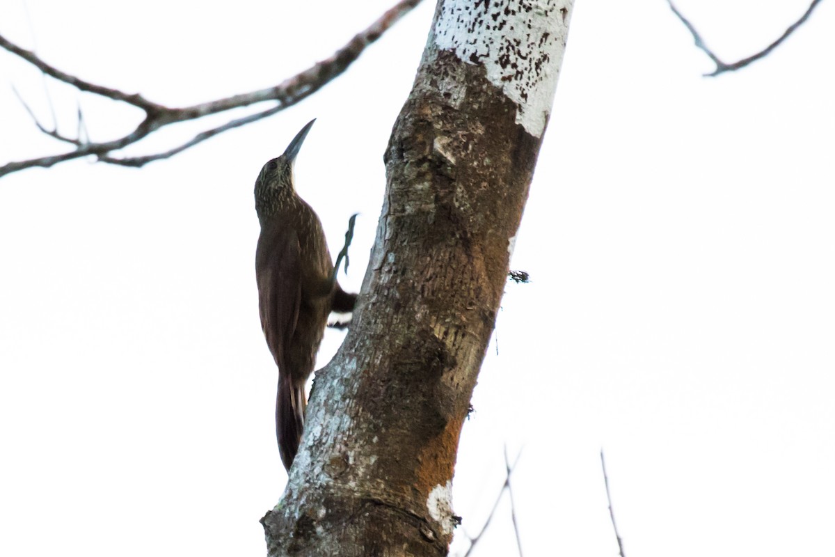 Strong-billed Woodcreeper - ML114498631