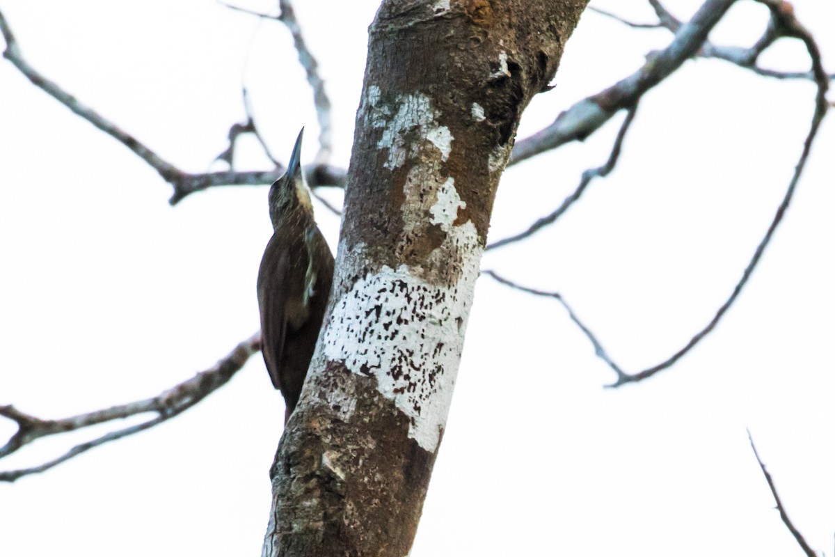 Strong-billed Woodcreeper - ML114498681