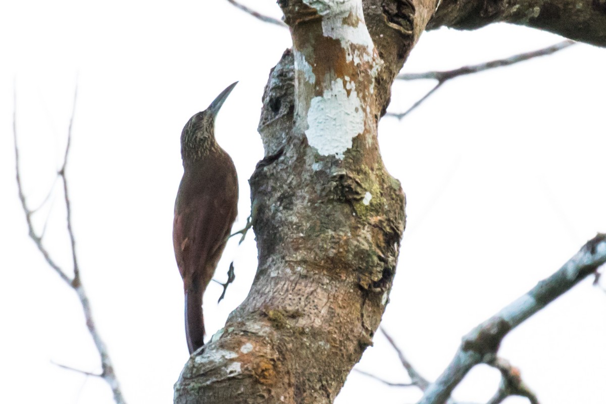 Strong-billed Woodcreeper - ML114498701