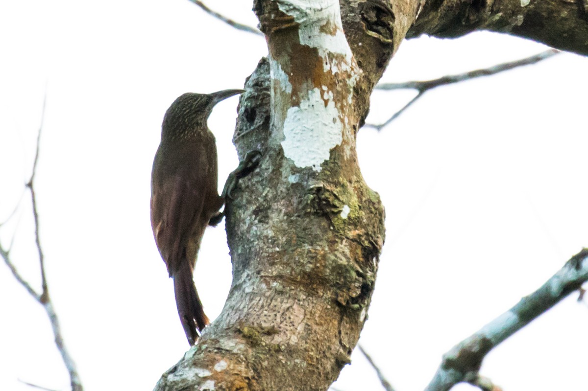 Strong-billed Woodcreeper - ML114498721
