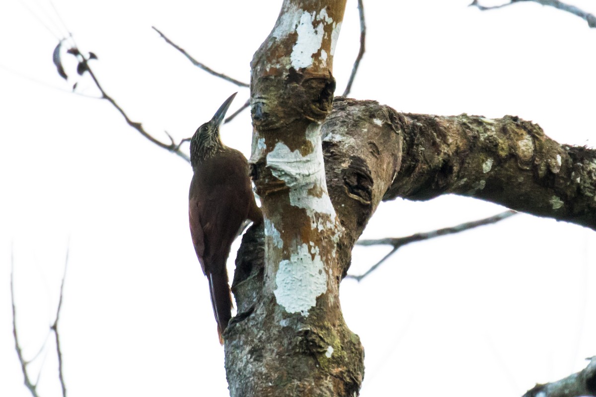 Strong-billed Woodcreeper - ML114498741