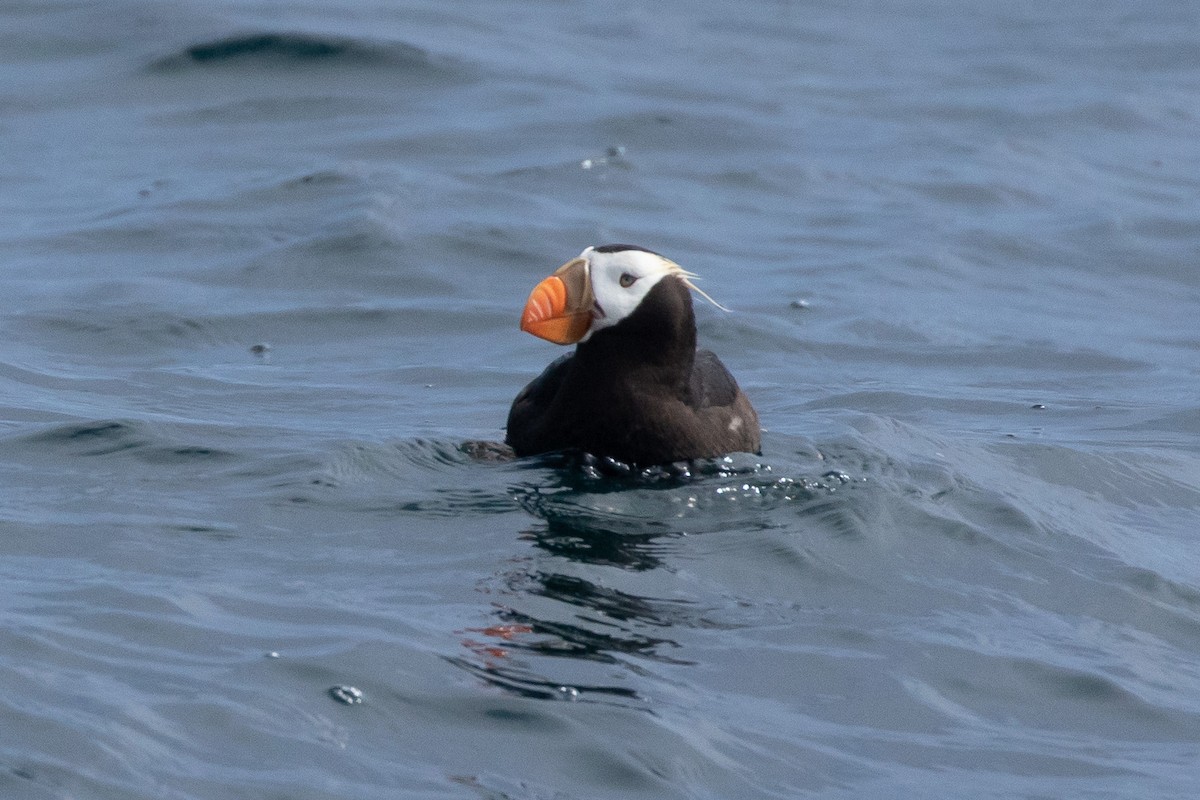Tufted Puffin - ML114498781