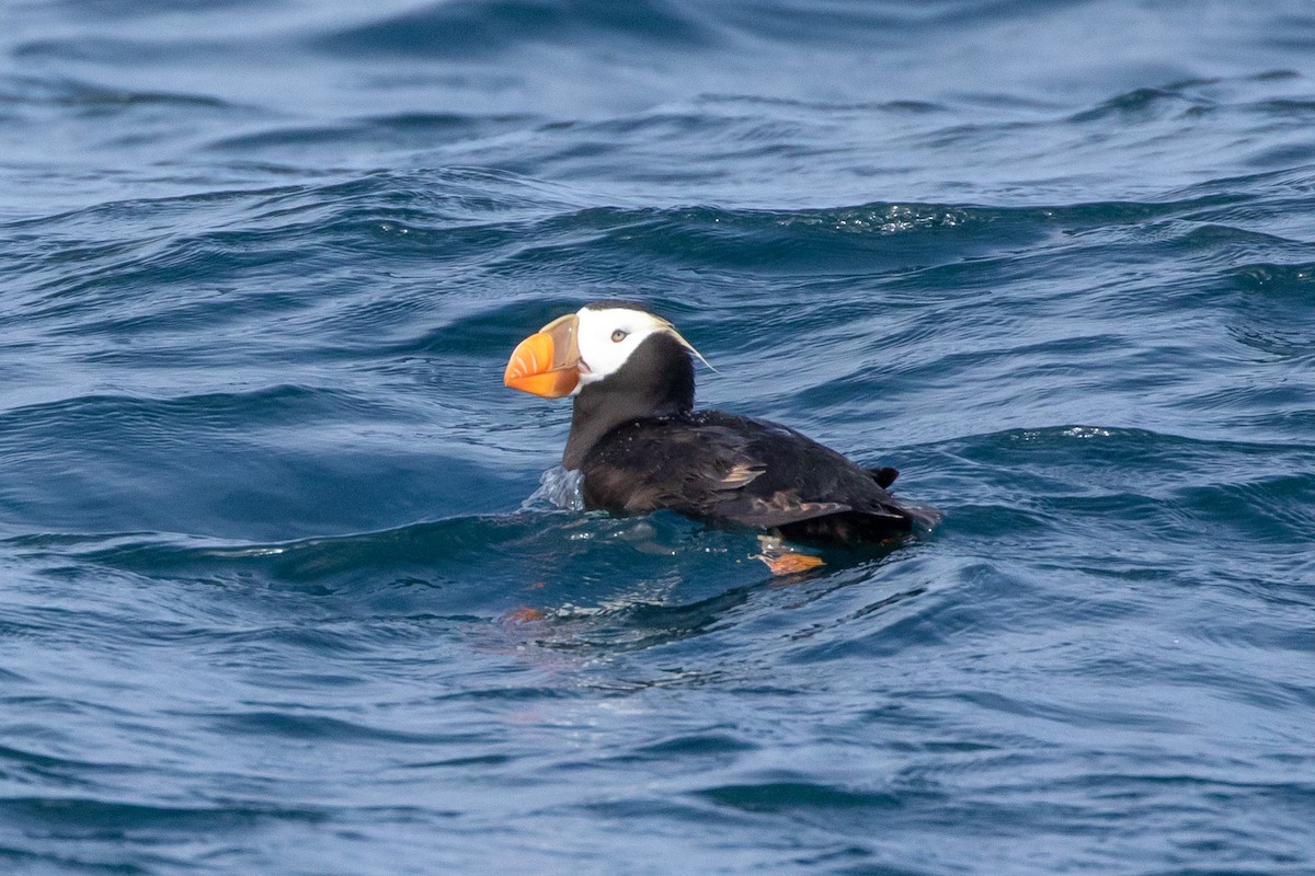 Tufted Puffin - ML114498821