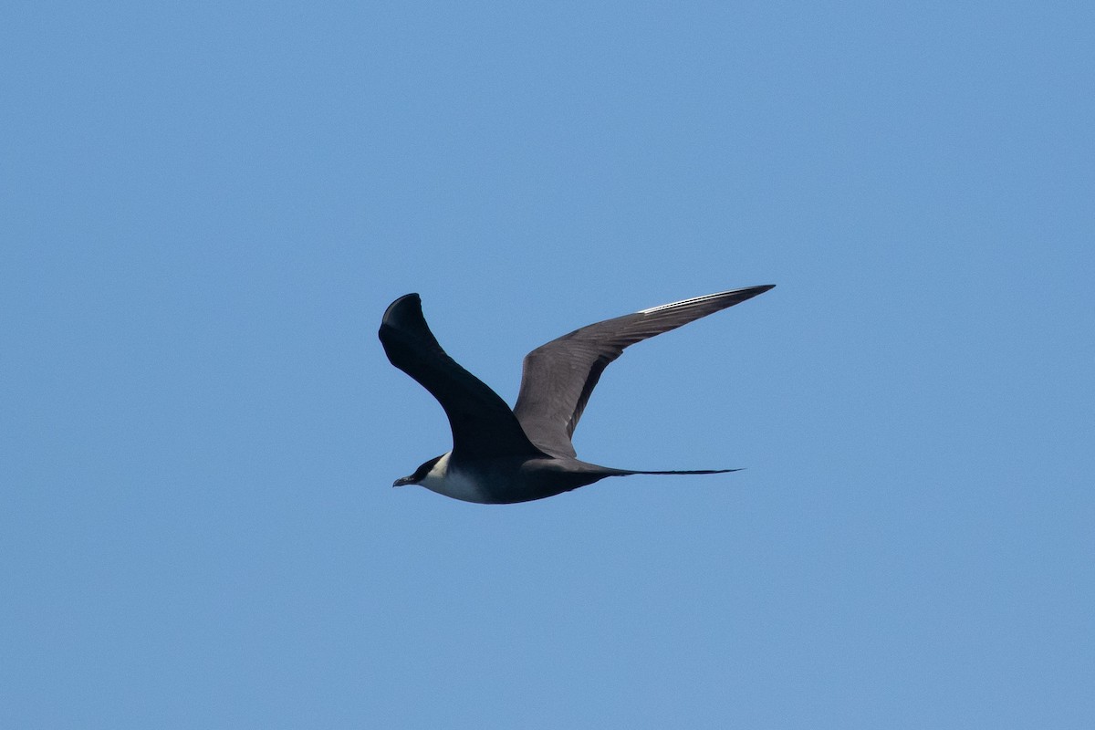 Long-tailed Jaeger - ML114499611