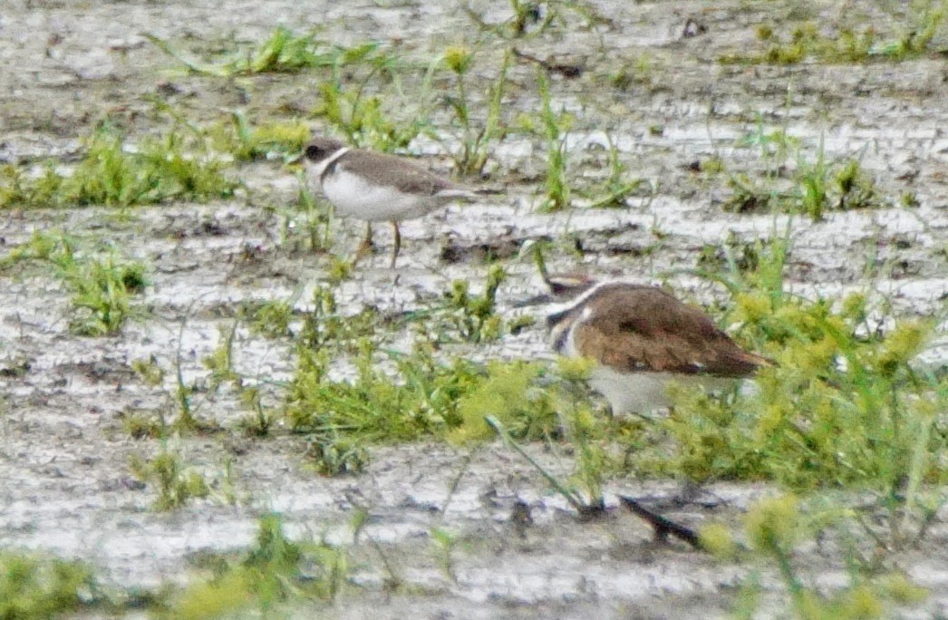 Semipalmated Plover - Dennis Mersky