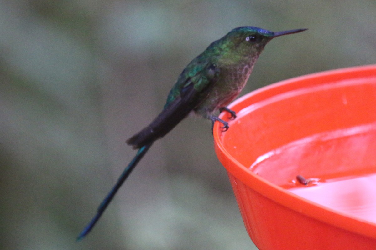Long-tailed Sylph - ML114500511