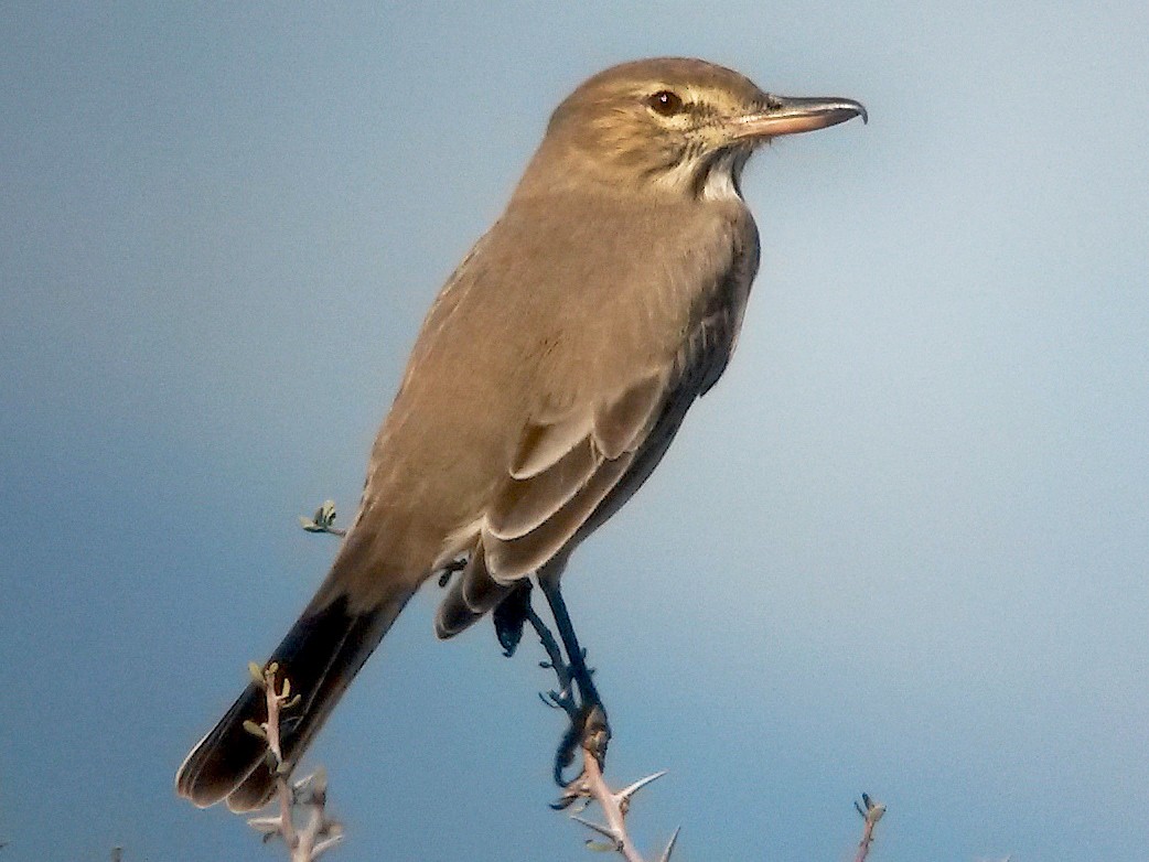 Gray-bellied Shrike-Tyrant - Juan Klavins