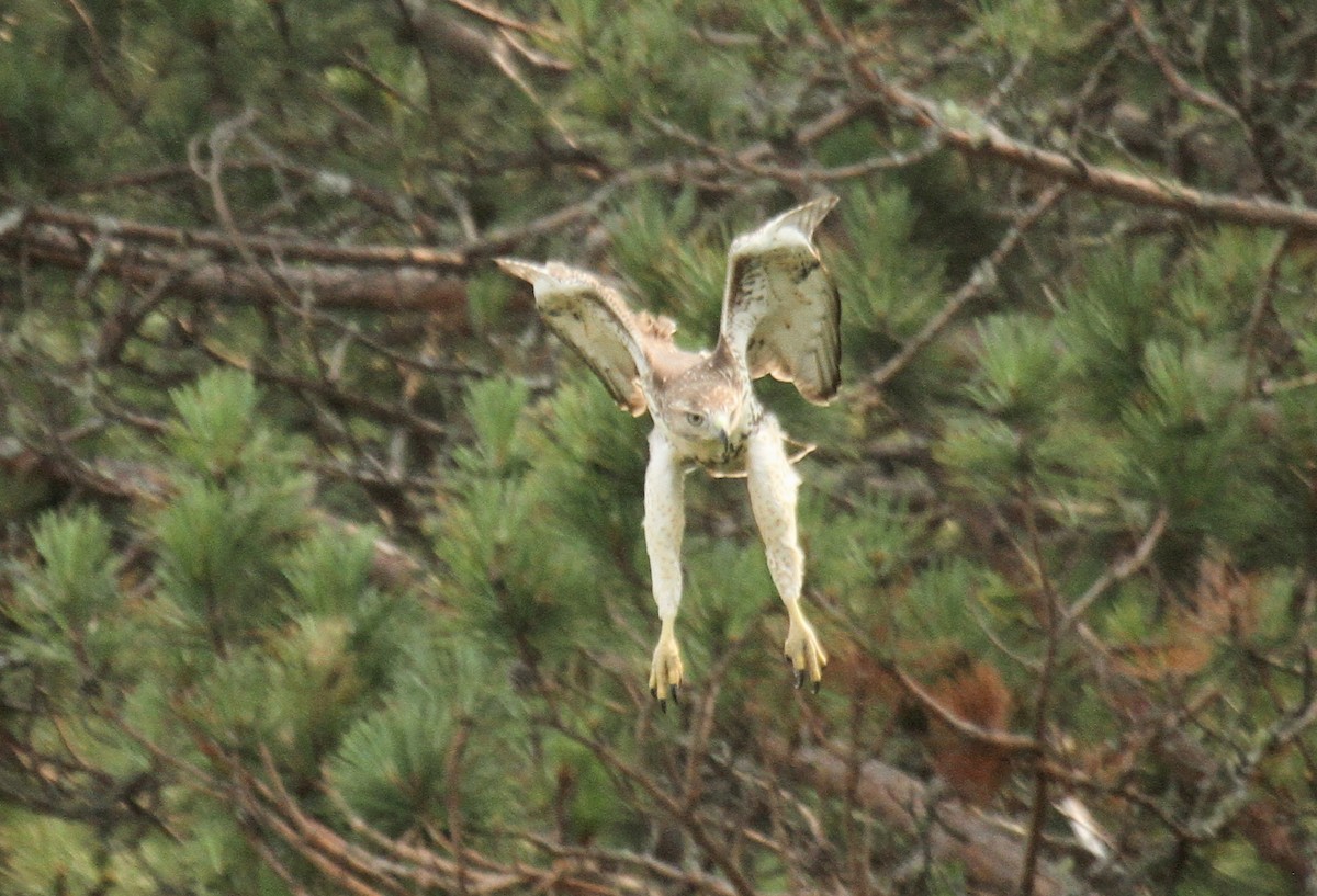 Red-tailed Hawk - ML114501261