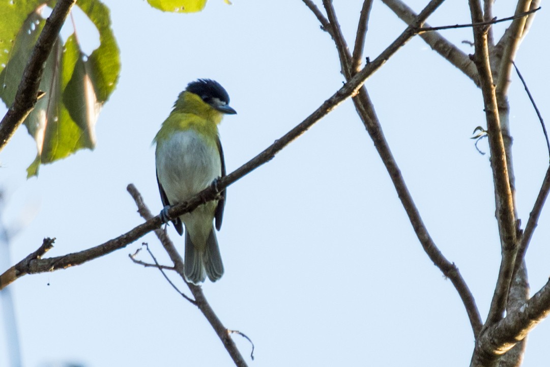 Green-backed Becard (Yellow-cheeked) - ML114504491