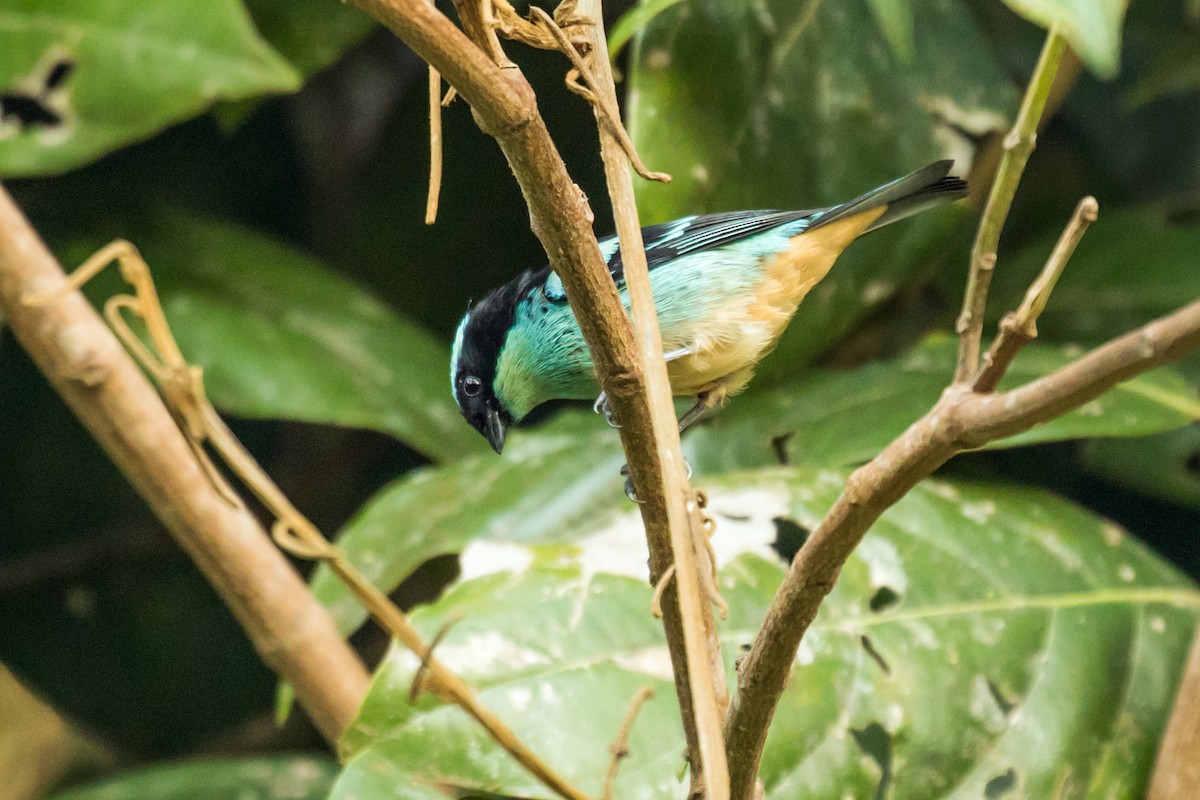 Blue-browed Tanager - ML114504511