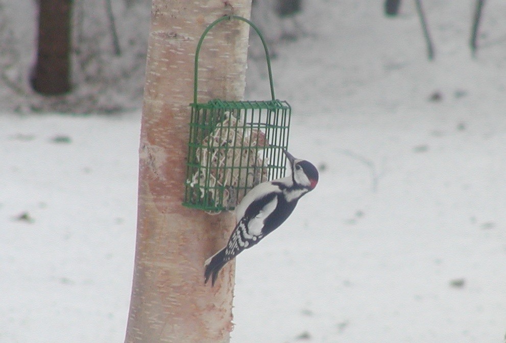 Great Spotted Woodpecker - Richard MacIntosh