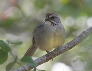 Zapata Sparrow - Sue Arnold