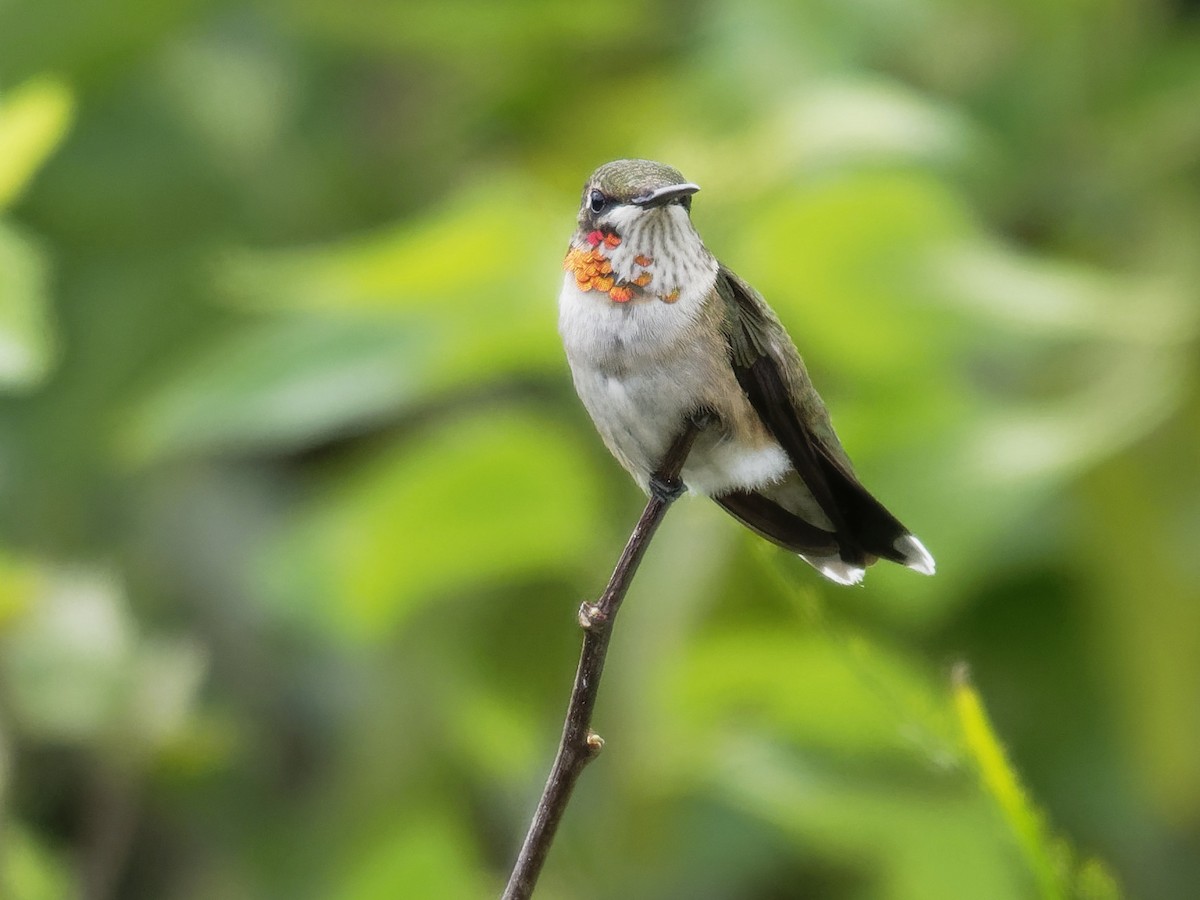 Ruby-throated Hummingbird - Dina Perry