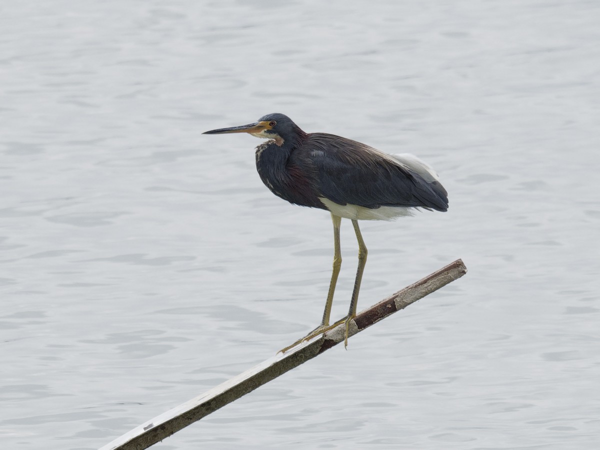 Tricolored Heron - Dina Perry