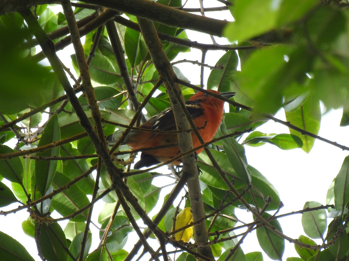 Flame-colored Tanager - John and Milena Beer
