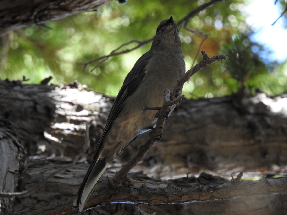 Townsend's Solitaire - ML114527581
