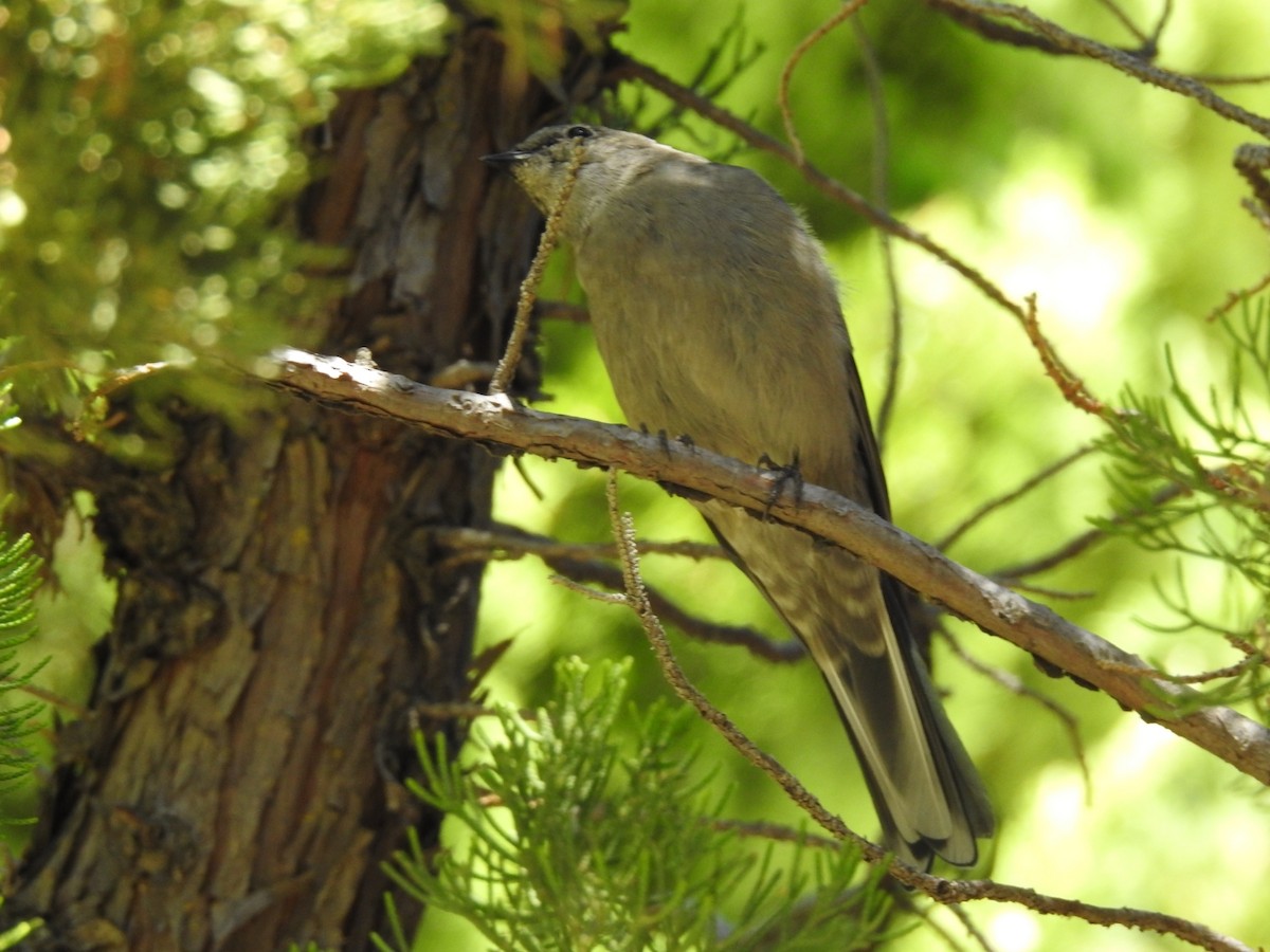 Townsend's Solitaire - ML114527591