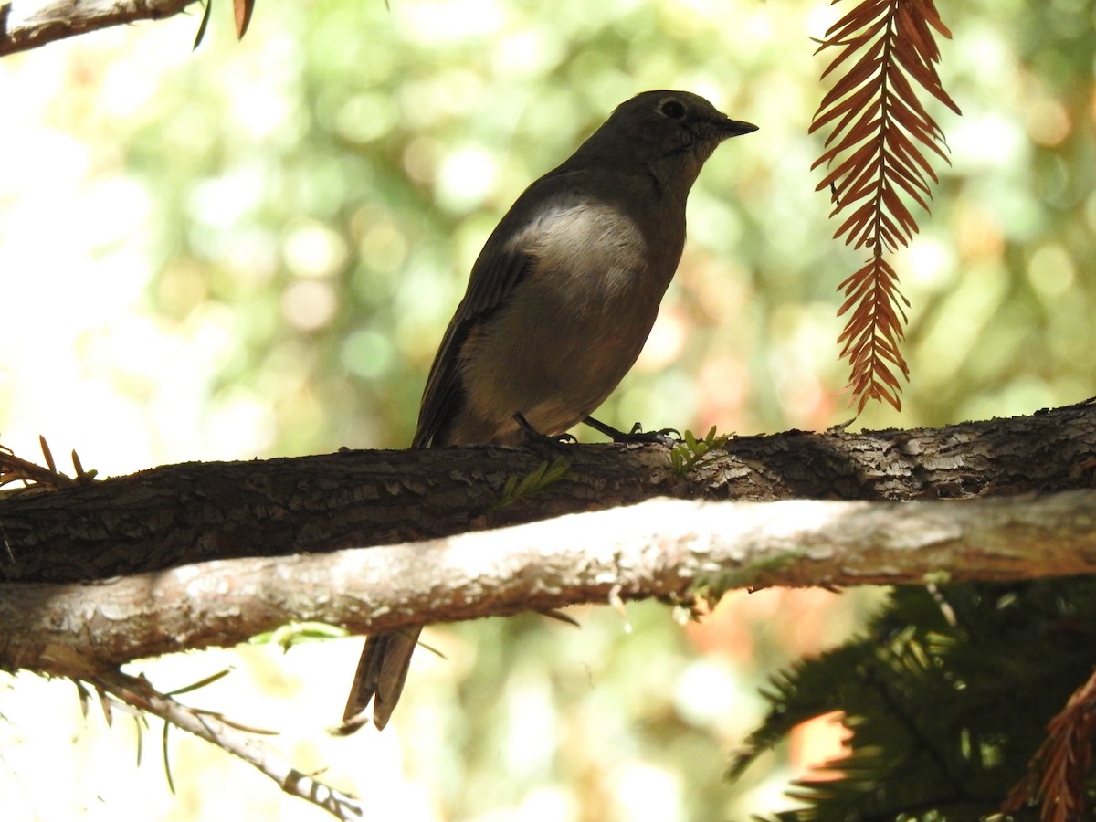 Townsend's Solitaire - ML114527611