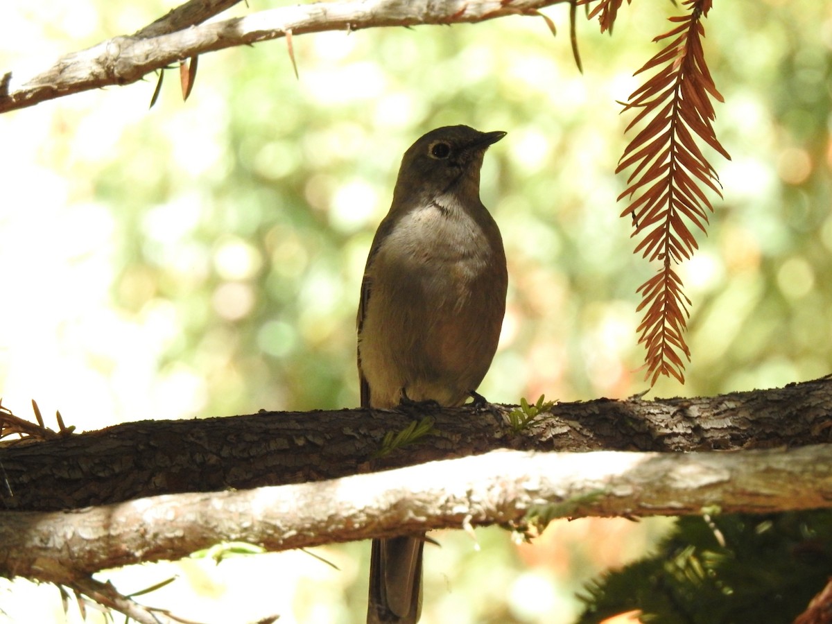 Townsend's Solitaire - ML114527621
