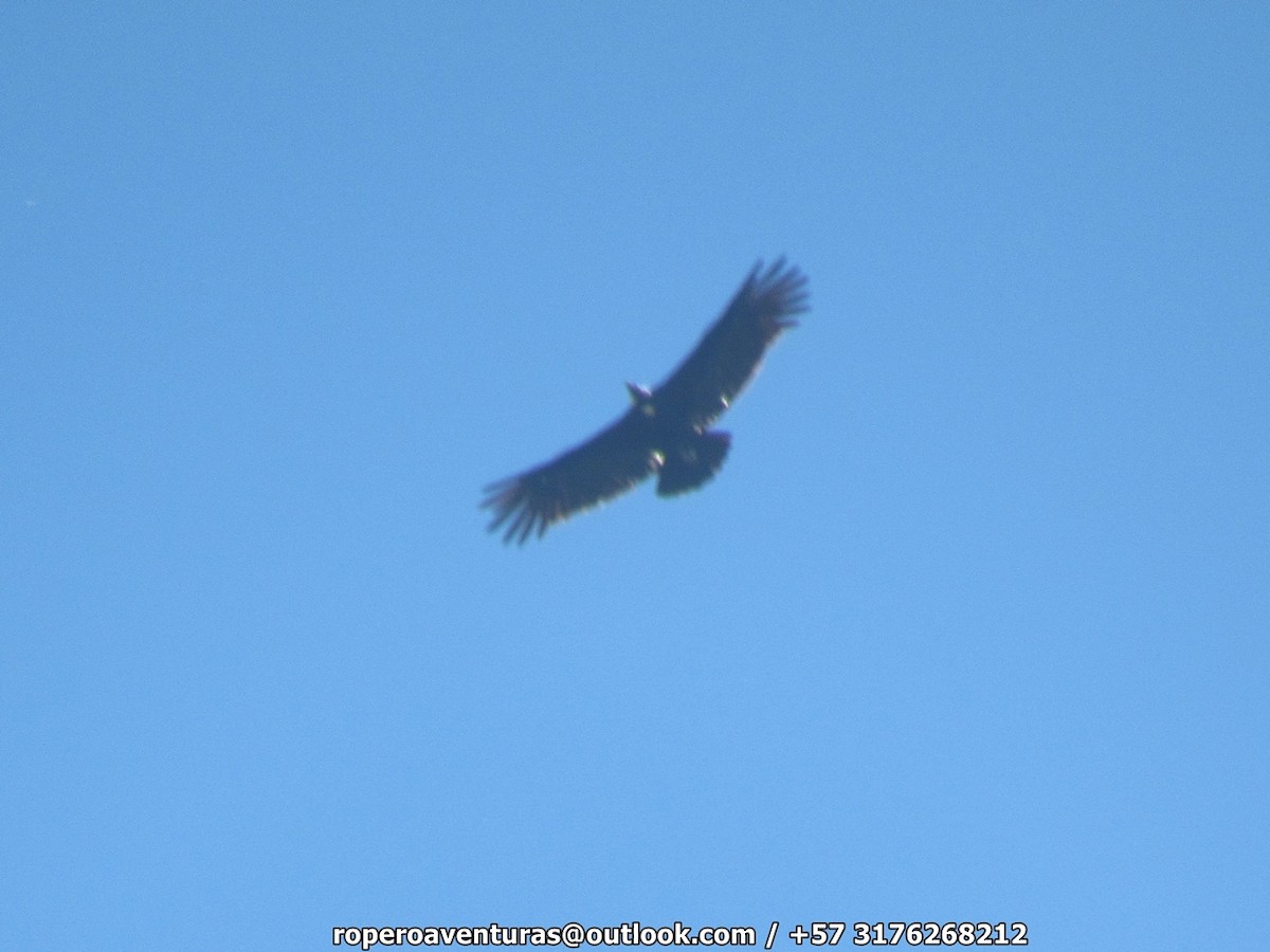 Condor des Andes - ML114527881