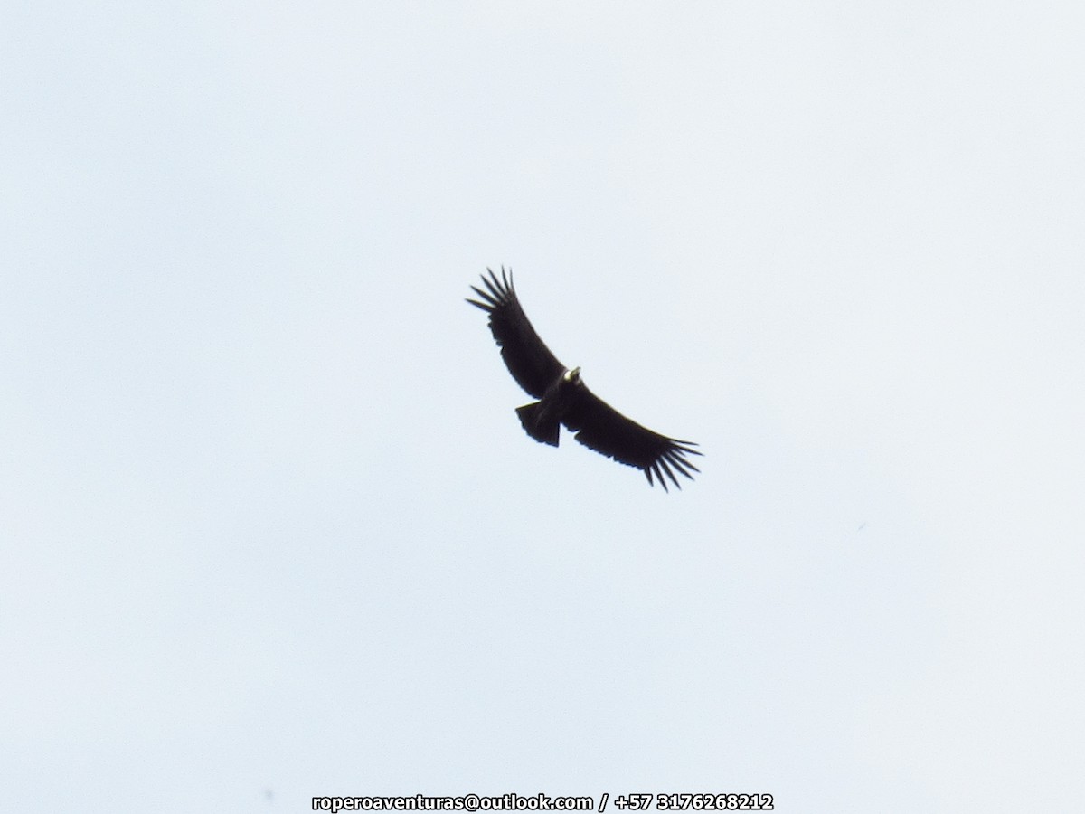 Andean Condor - ML114527891
