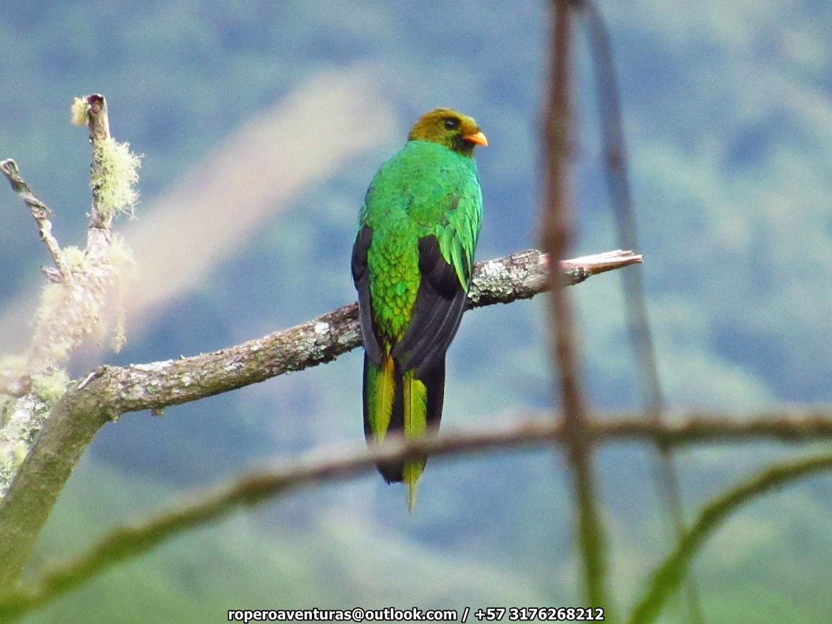 Golden-headed Quetzal - ML114529041