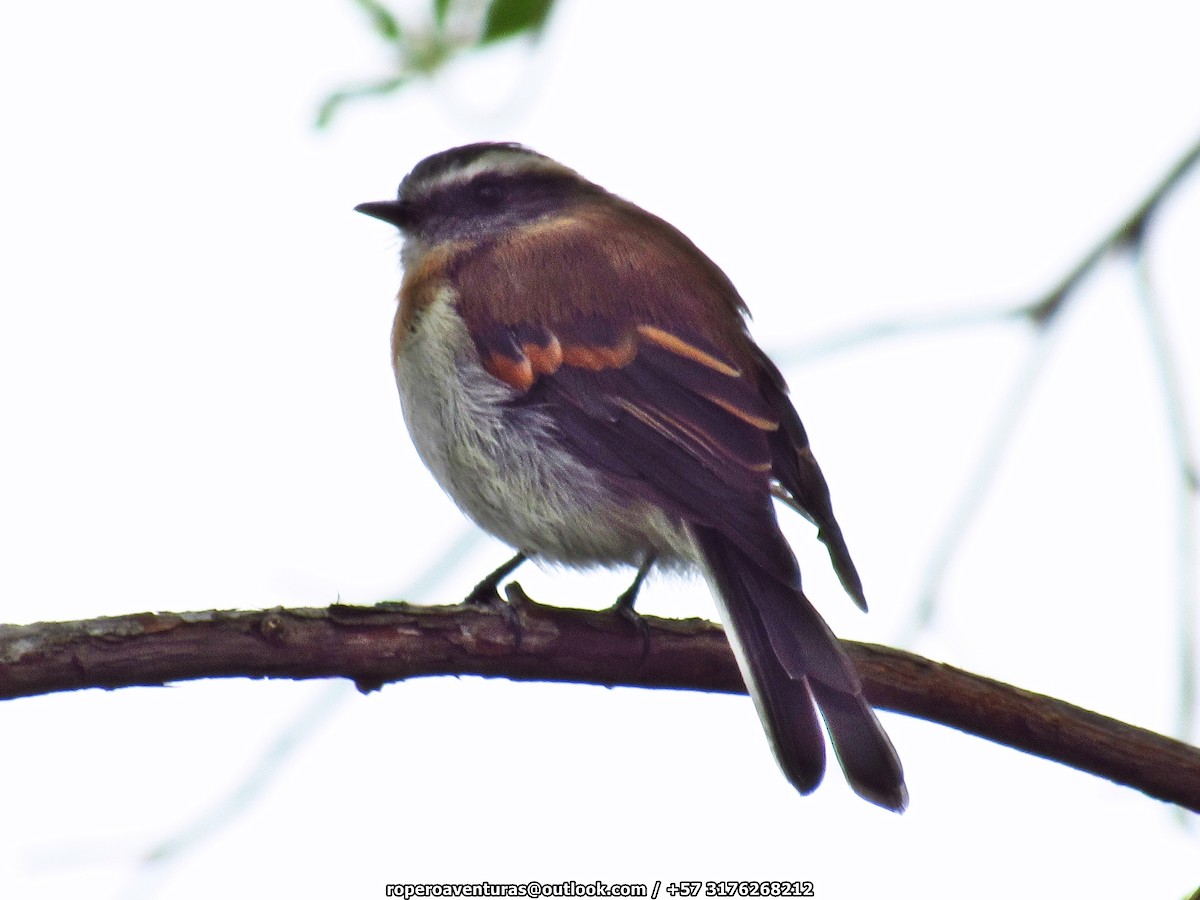 Rufous-breasted Chat-Tyrant - ML114531171