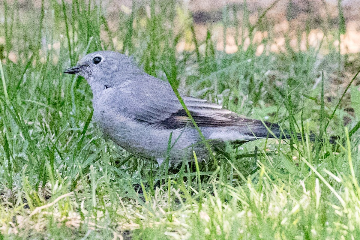 Townsend's Solitaire - ML114535631