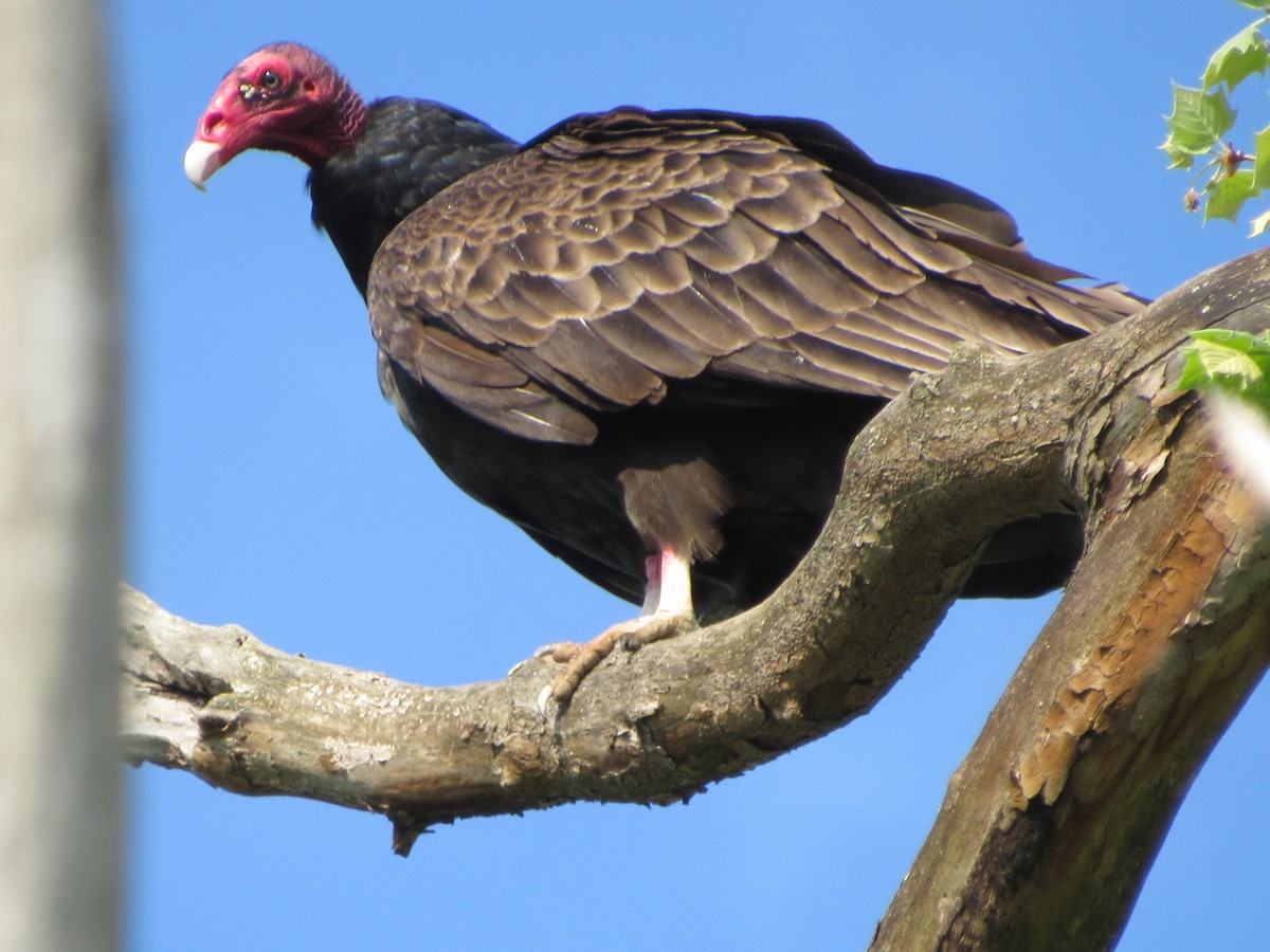 Turkey Vulture - Fred Kachmarik