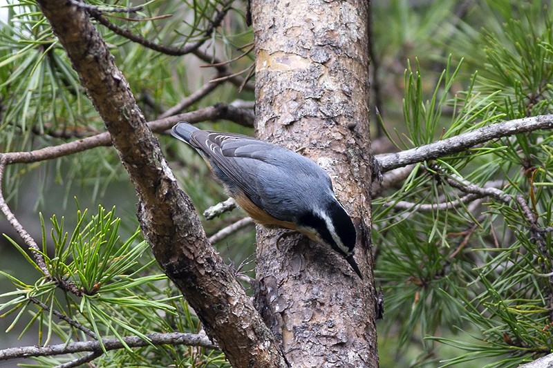 Red-breasted Nuthatch - ML114539421