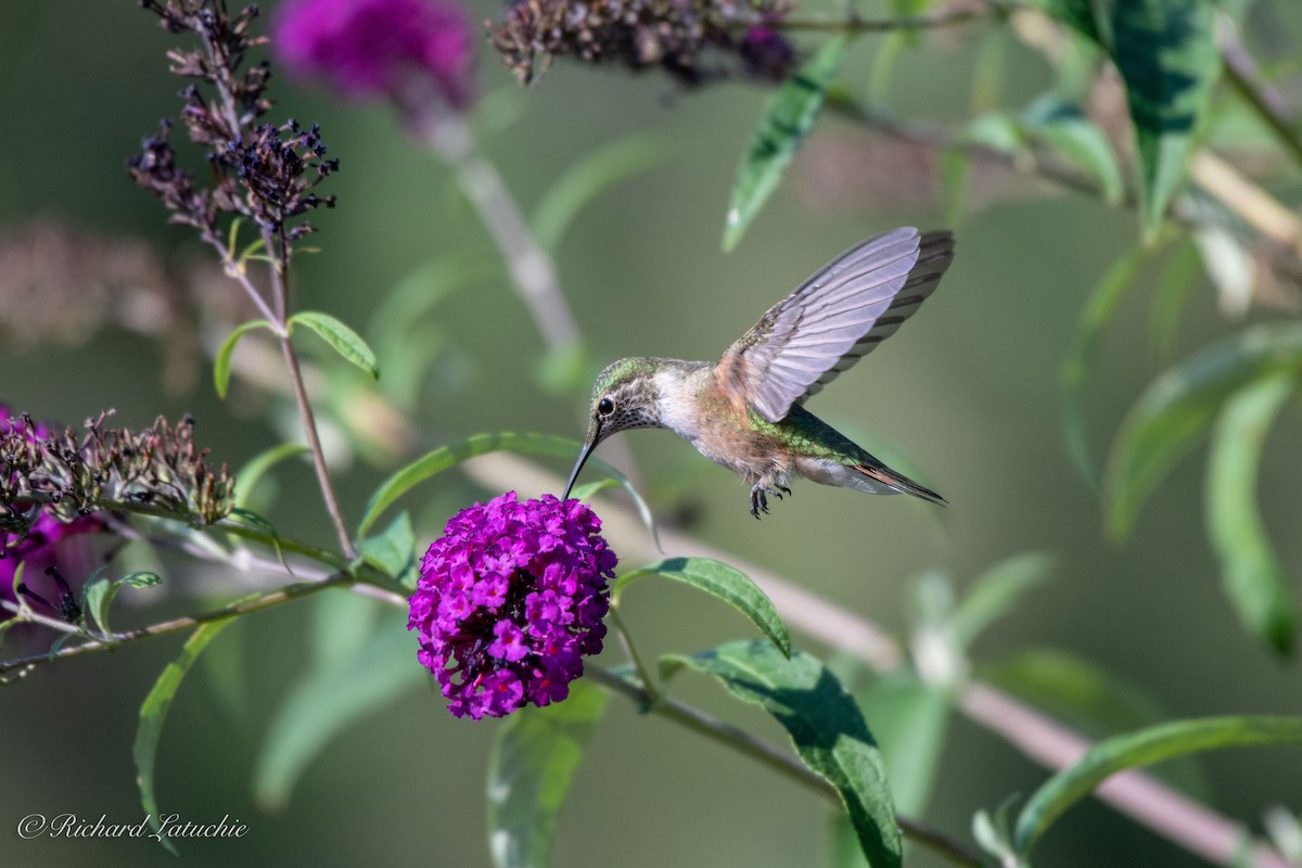 Broad-tailed Hummingbird - Richard Latuchie