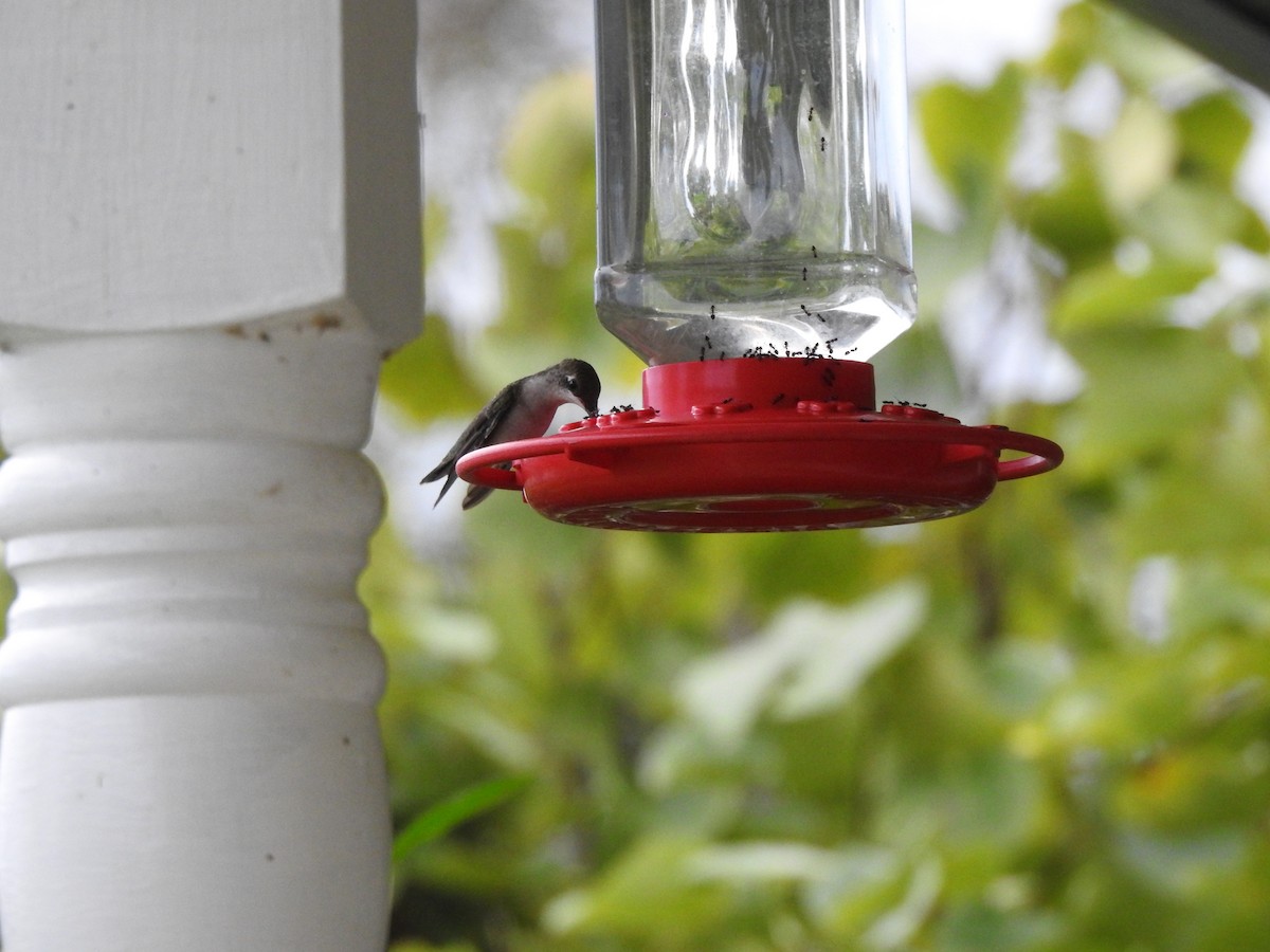 Ruby-throated Hummingbird - ML114543841