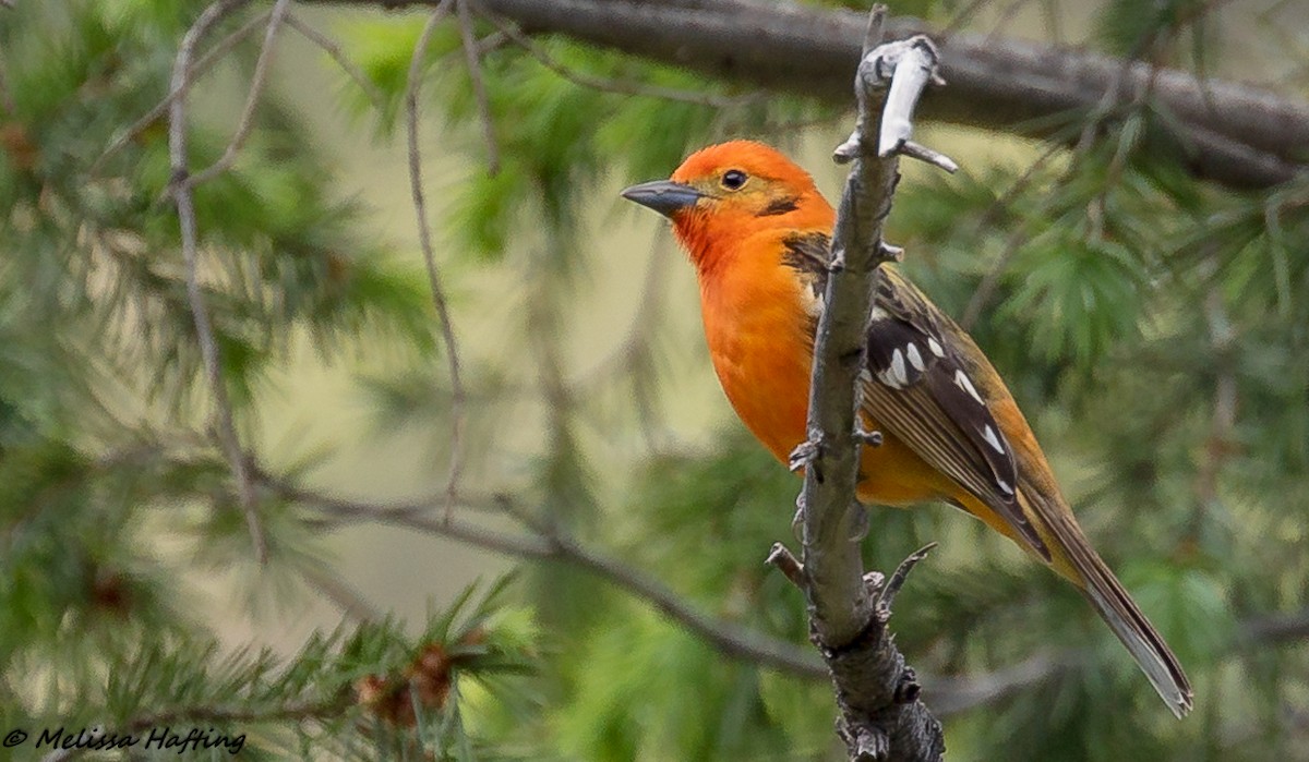 Flame-colored Tanager - Melissa Hafting