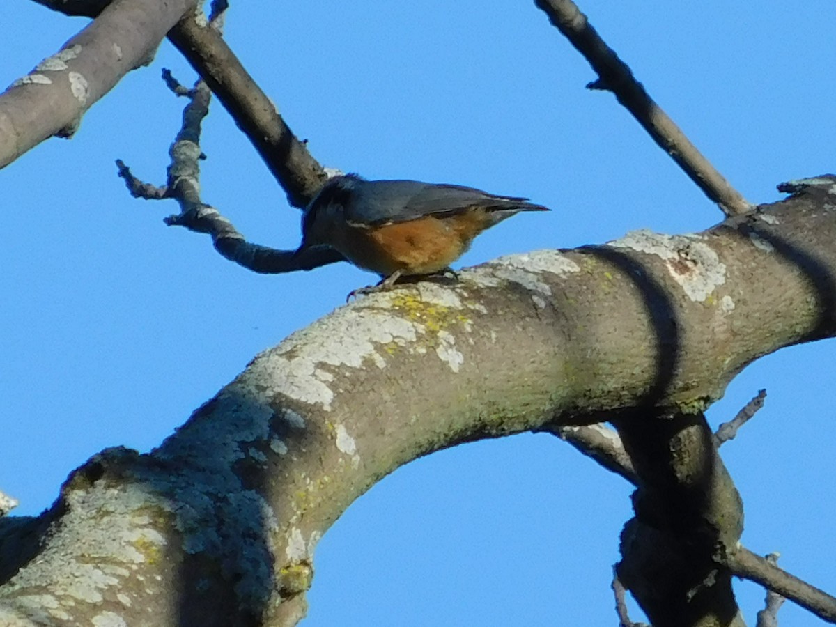 Red-breasted Nuthatch - Howard Blum