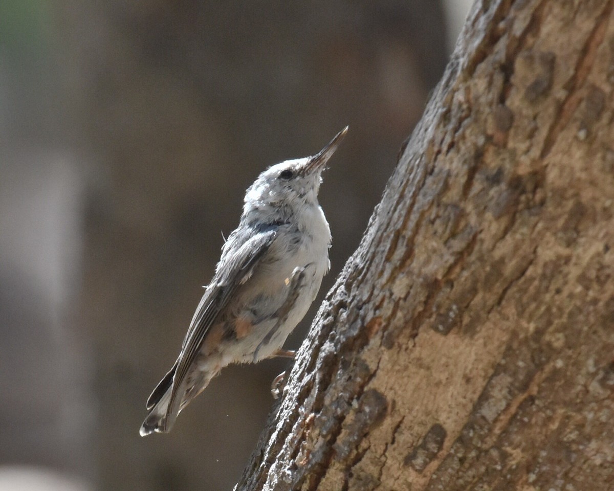 White-breasted Nuthatch - ML114552941