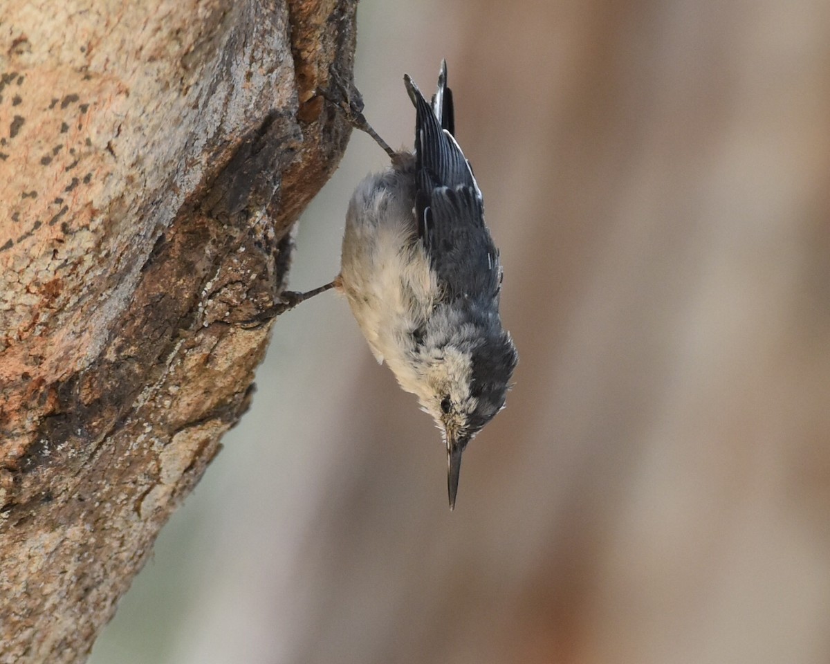 White-breasted Nuthatch - ML114552951