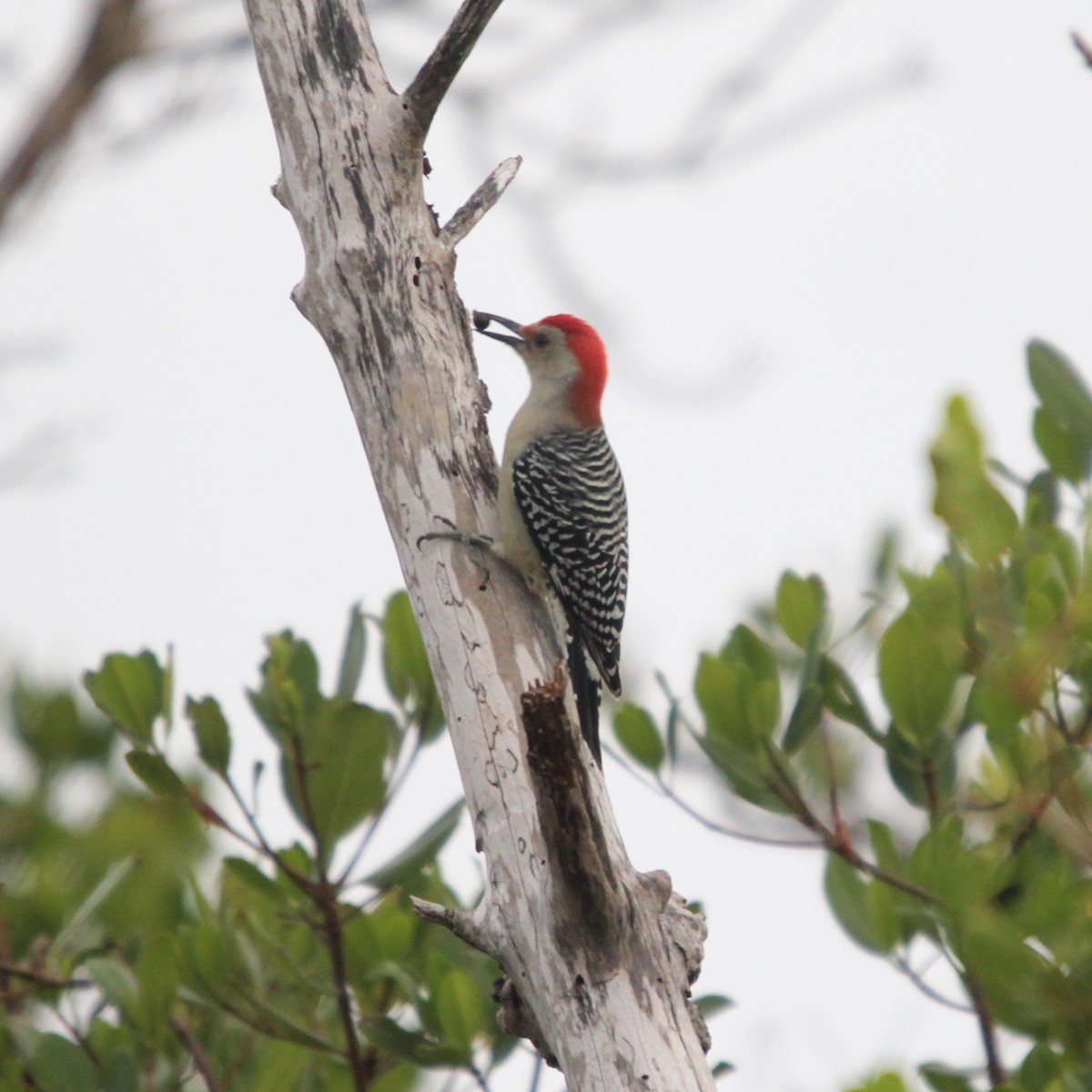 Red-bellied Woodpecker - ML114556021