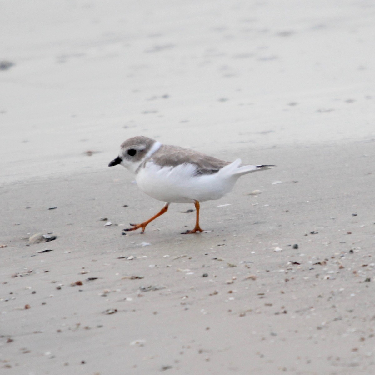 Piping Plover - ML114557781